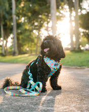 Load image into Gallery viewer, Adjustable Soft Harness: Iced Gem Cookies - Woof &amp; Wag

